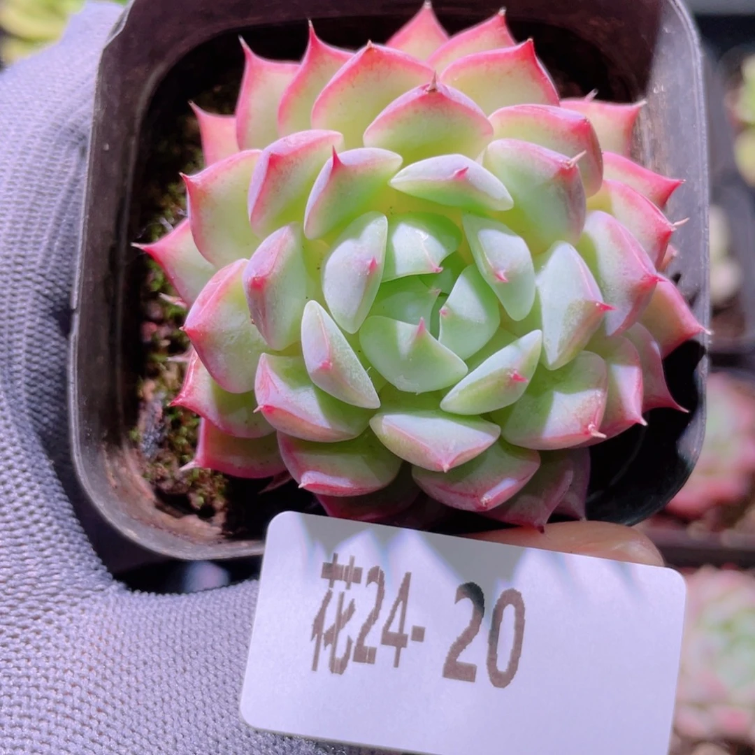 花利美24-20蒂比