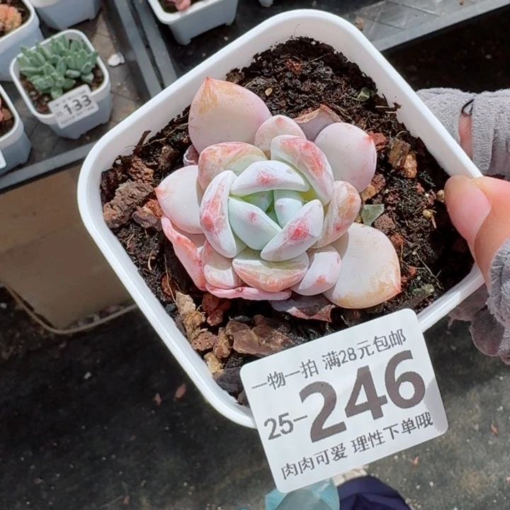 唐心雪天使多肉无盆土发货