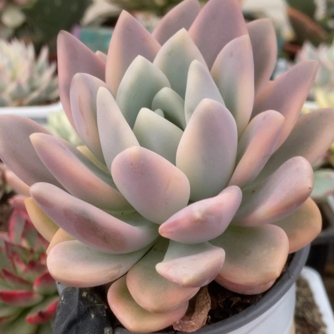 380奥普锦锦锦锦锦