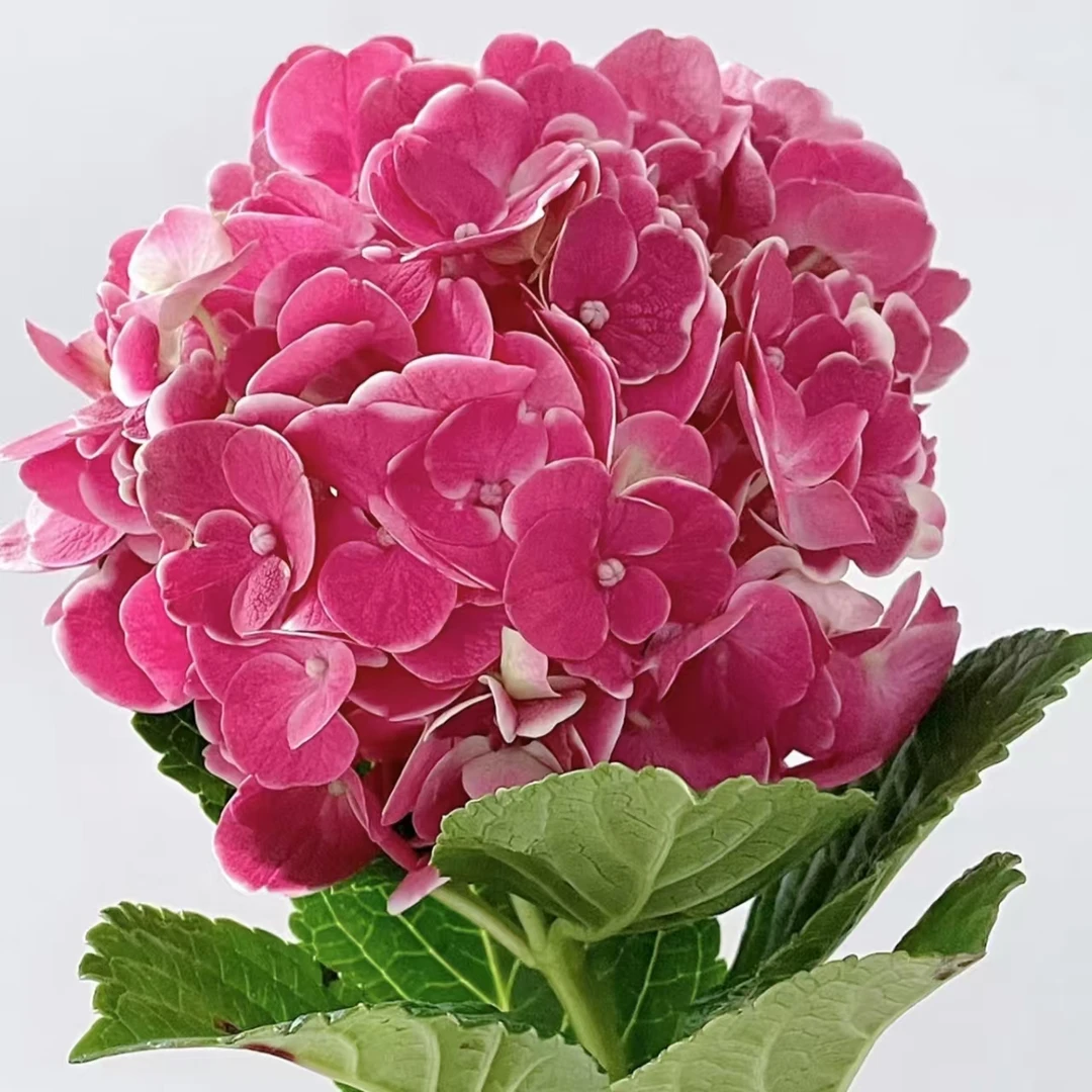 帝沃利绣球花庭院盆栽花卉阳台新手易养护喜水植物