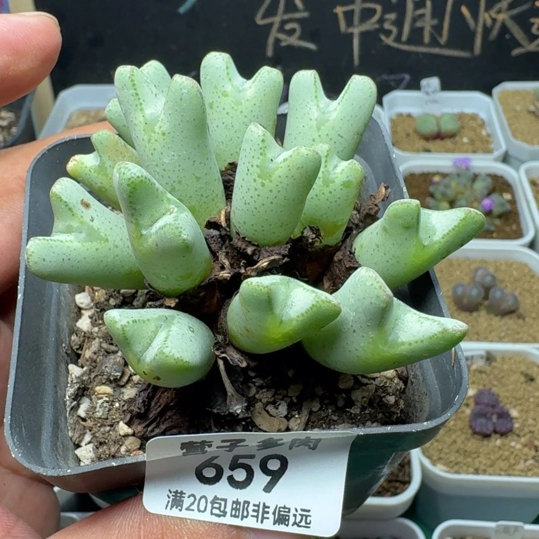 带盆土