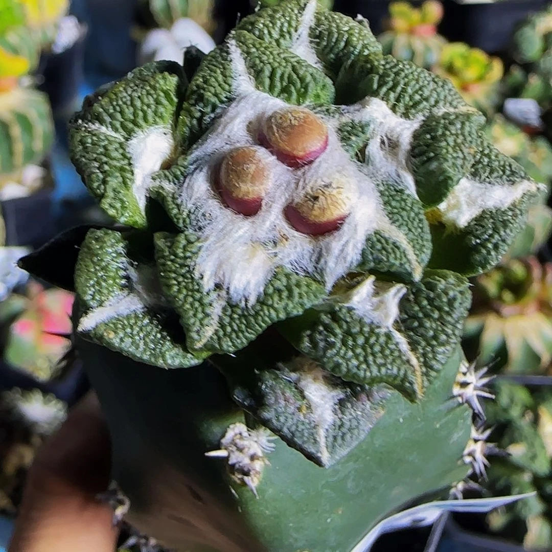 大尤黑403仙人球开花