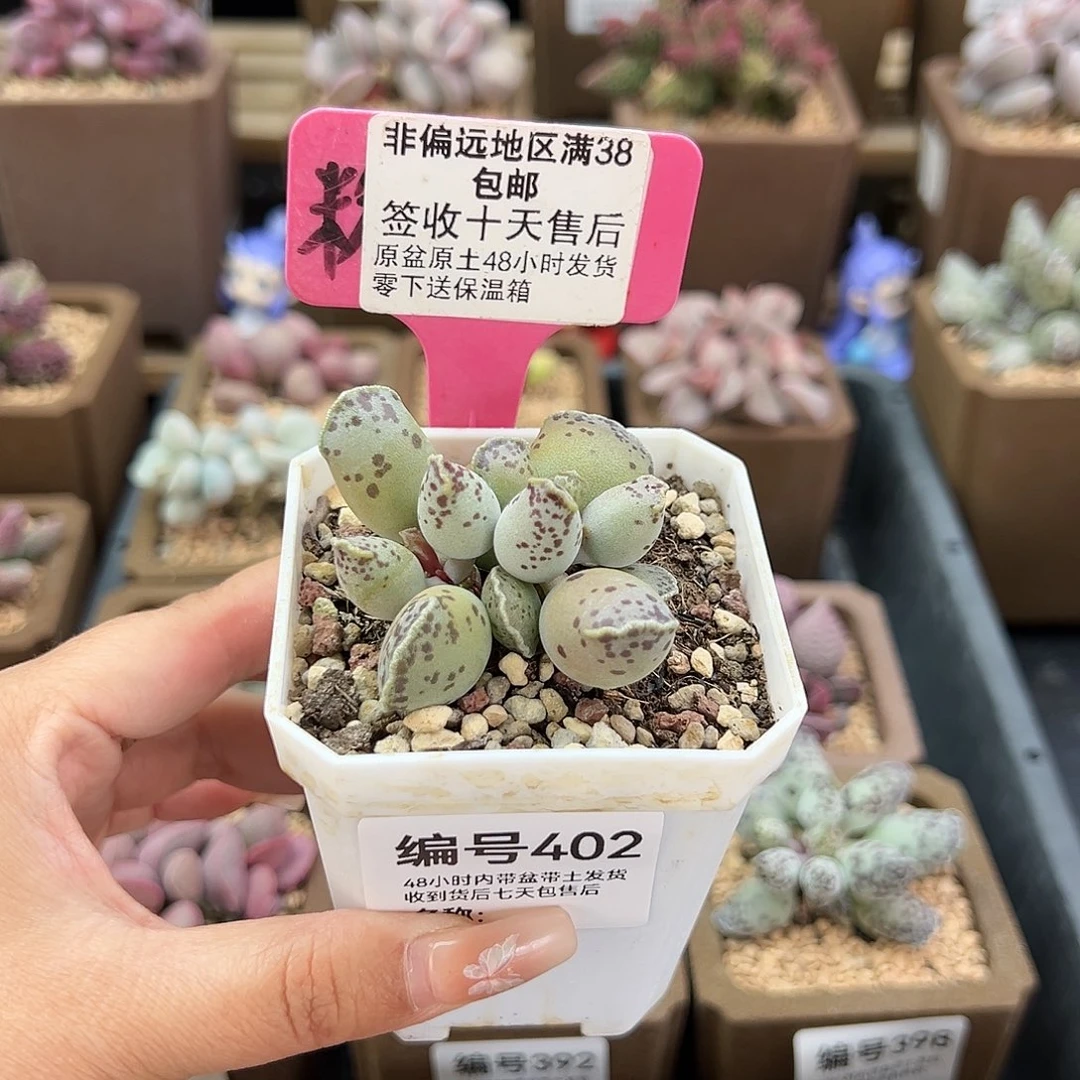 402白肌海豹多肉植物