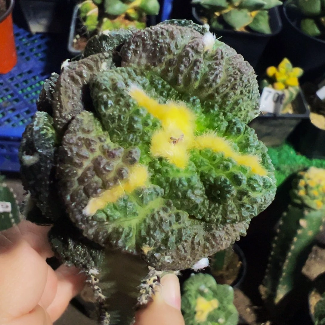 无花朵福利紫肌大尤哥斯拉牡丹群981