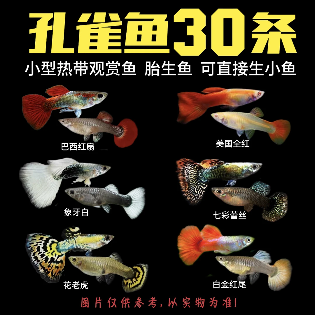 【孔雀鱼全家福30条】孔雀鱼玛丽鱼混搭小型鱼2-3厘米胎生鱼易繁殖