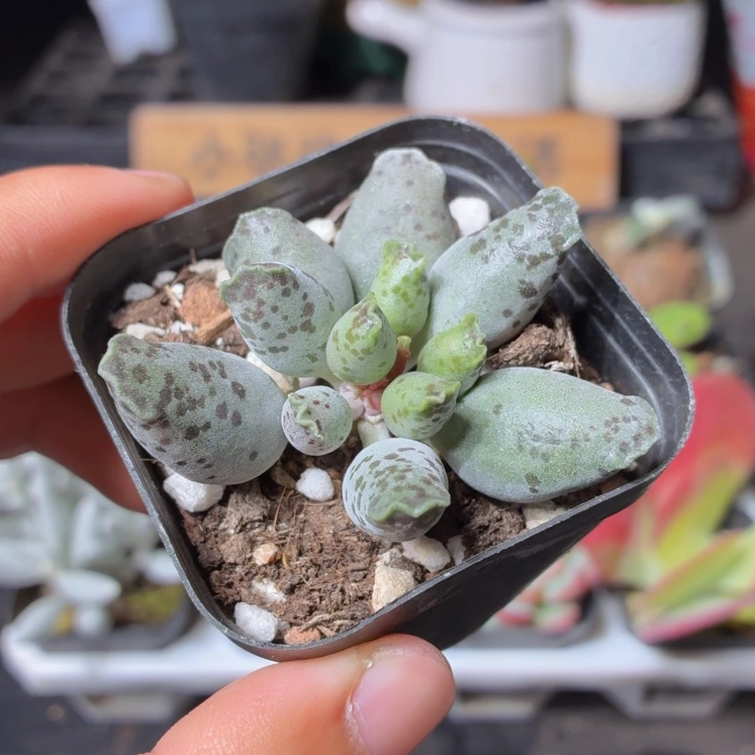 海豹多肉9.9包邮发货