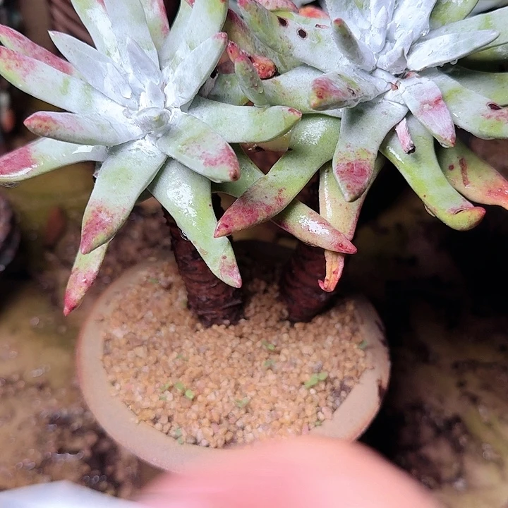 6011初霜苹果叶多肉