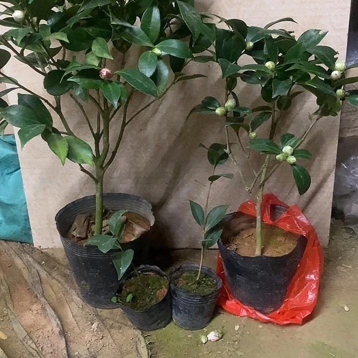 完全开放迪姐1245689