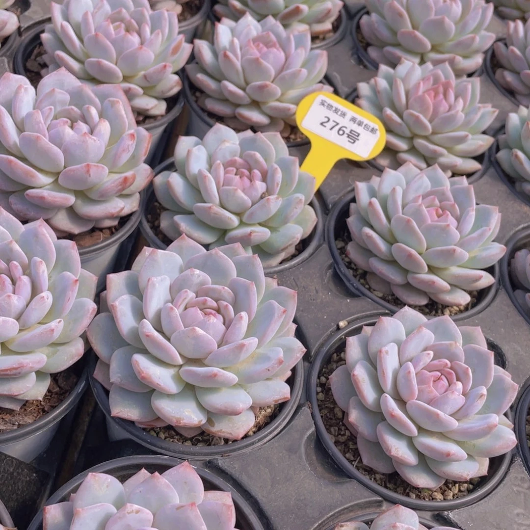 276号 星星橙大单头一个