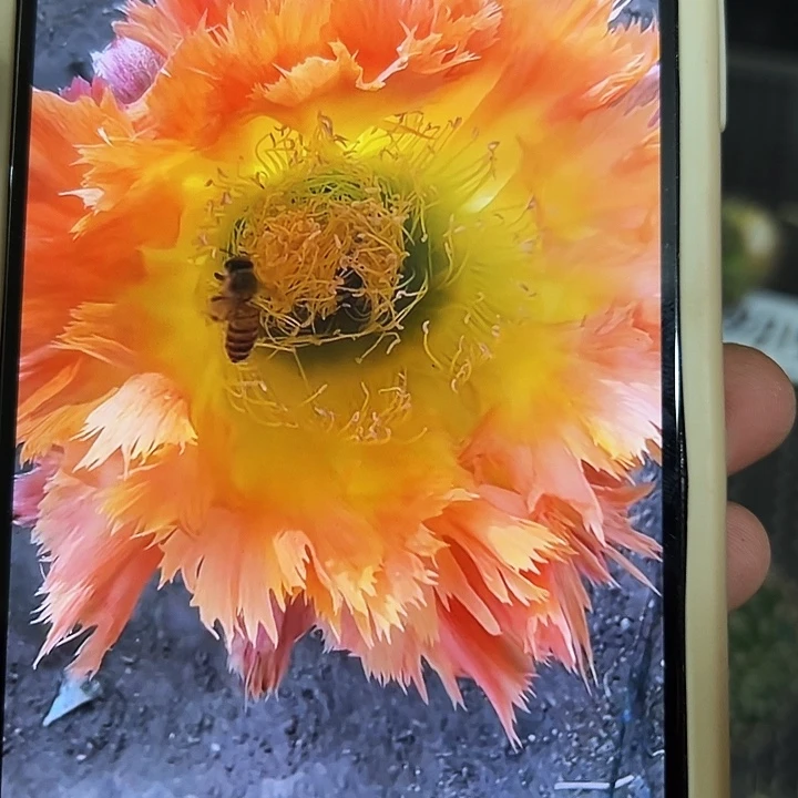 凤羽1号侧芽4.5-5公分