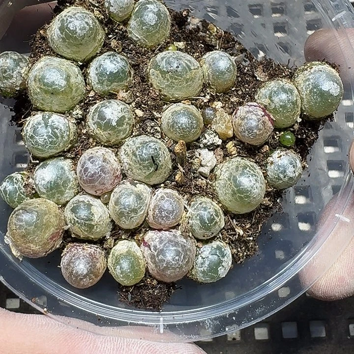 钮***兰399 多肉植物多肉植物