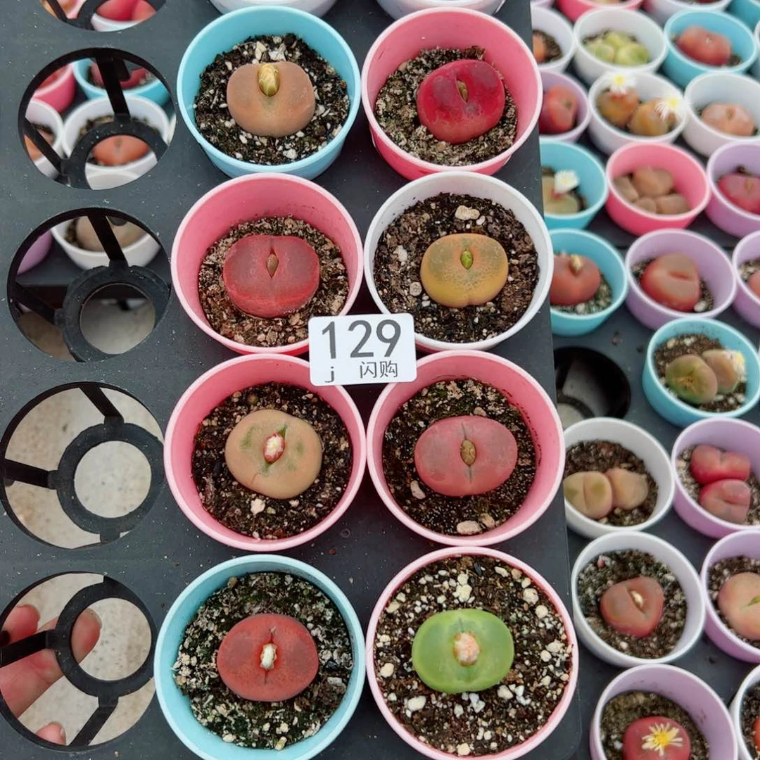 无花朵贝****h我很喜欢这个J129