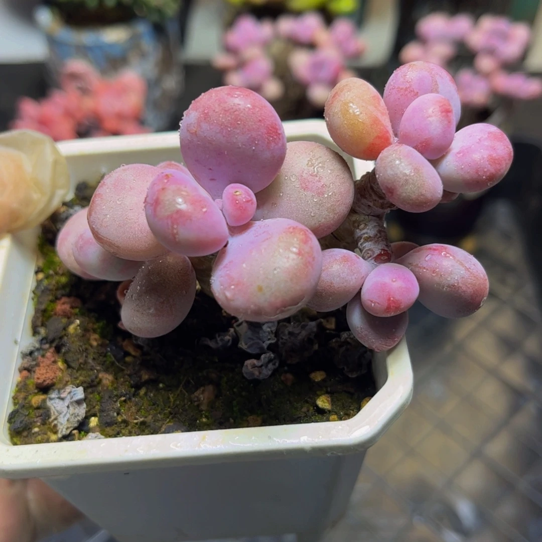 194桃蛋9厘米多肉