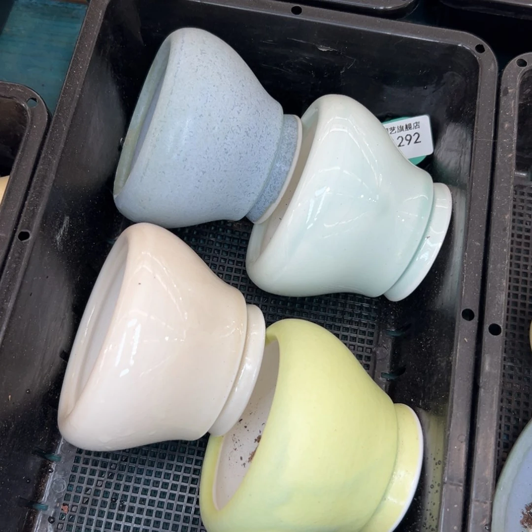 多肉一物一拍0127-292