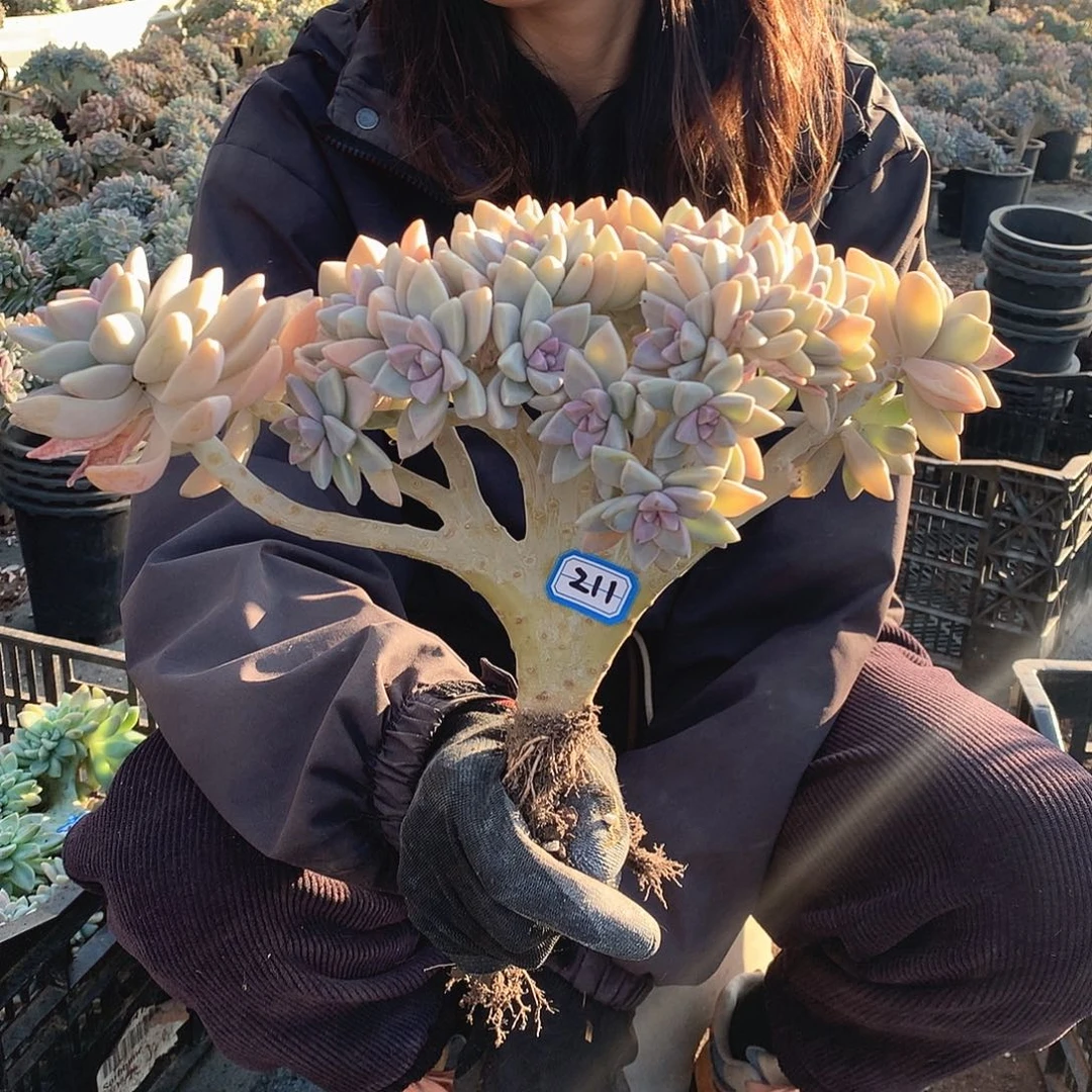 211 淡雪缀 一物一拍