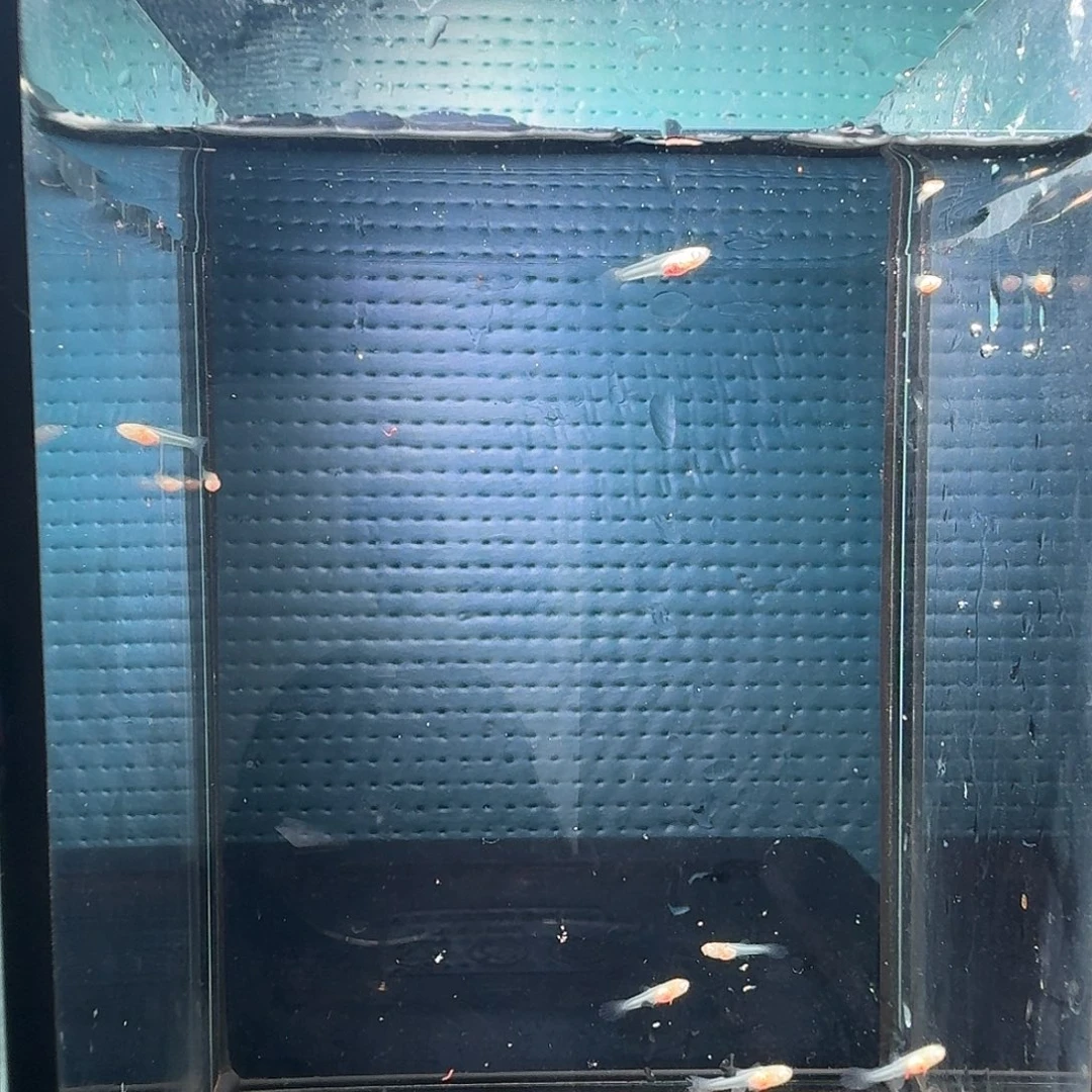 孔雀鱼双分水小苗10条