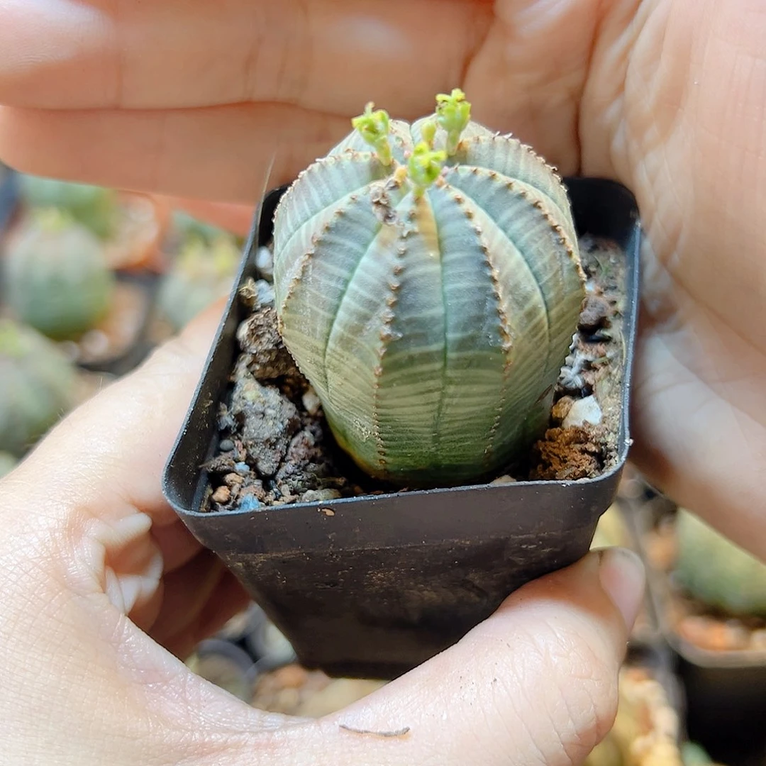 自根欧布3.2公分带盆