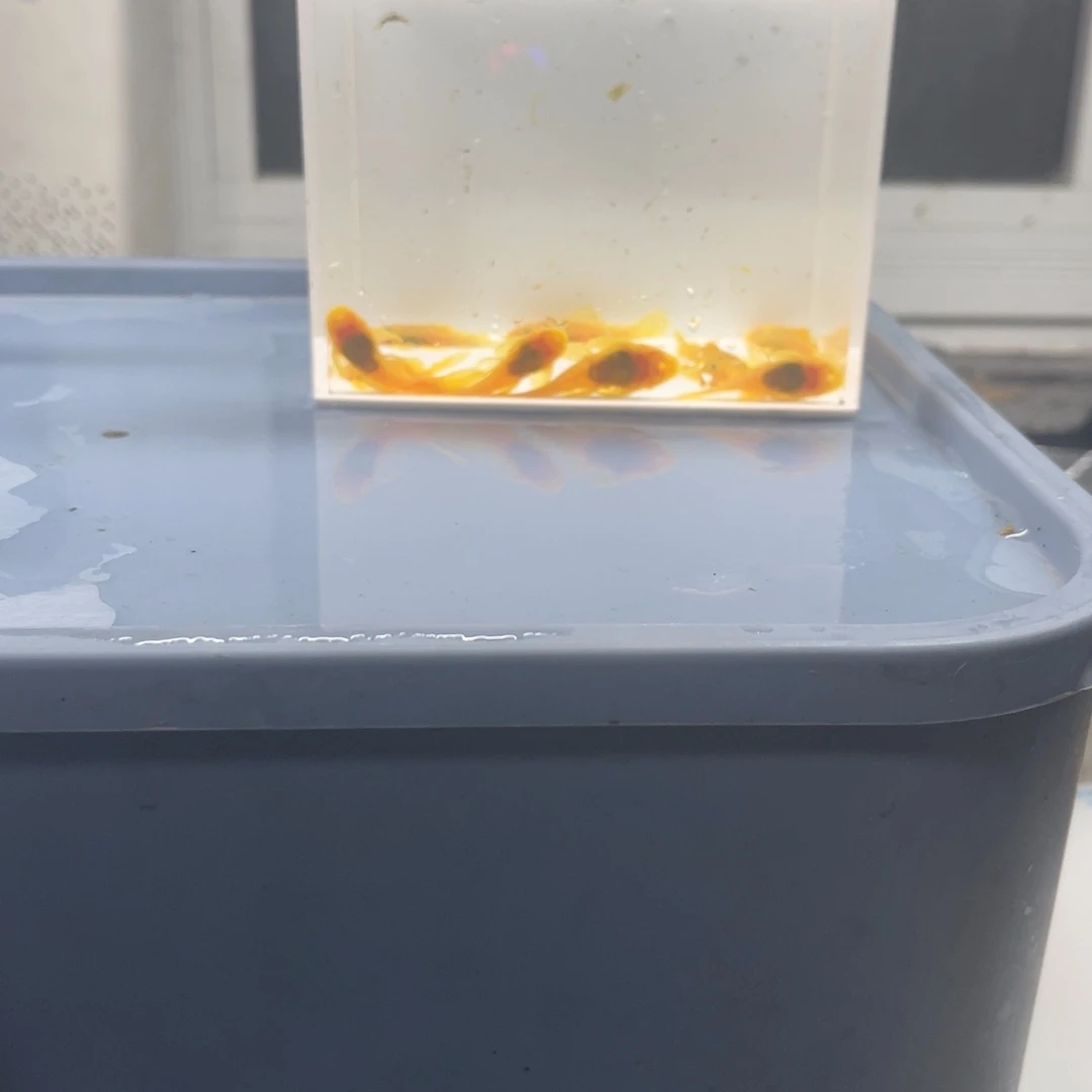 孔雀鱼大胡子10条开箱视频报损