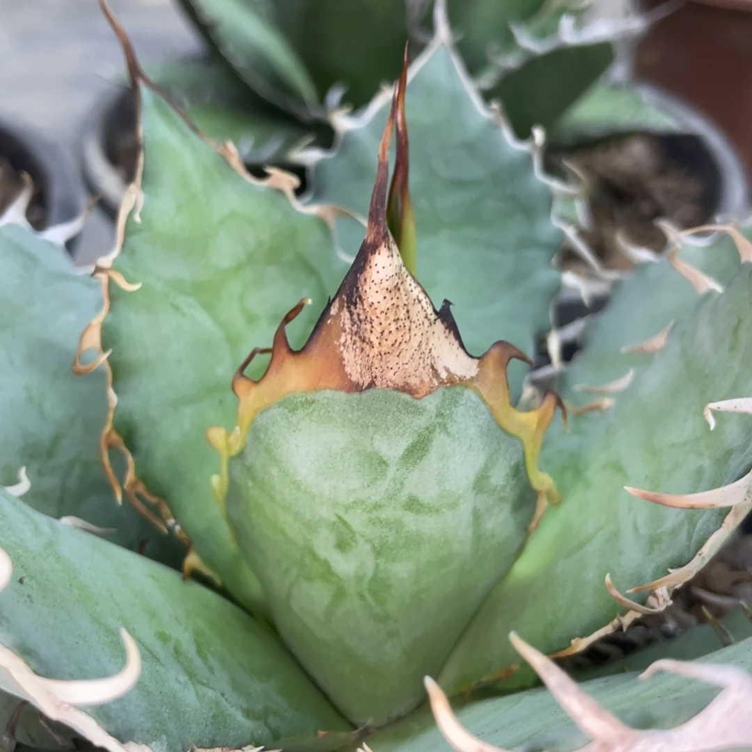 野二1100000000000000