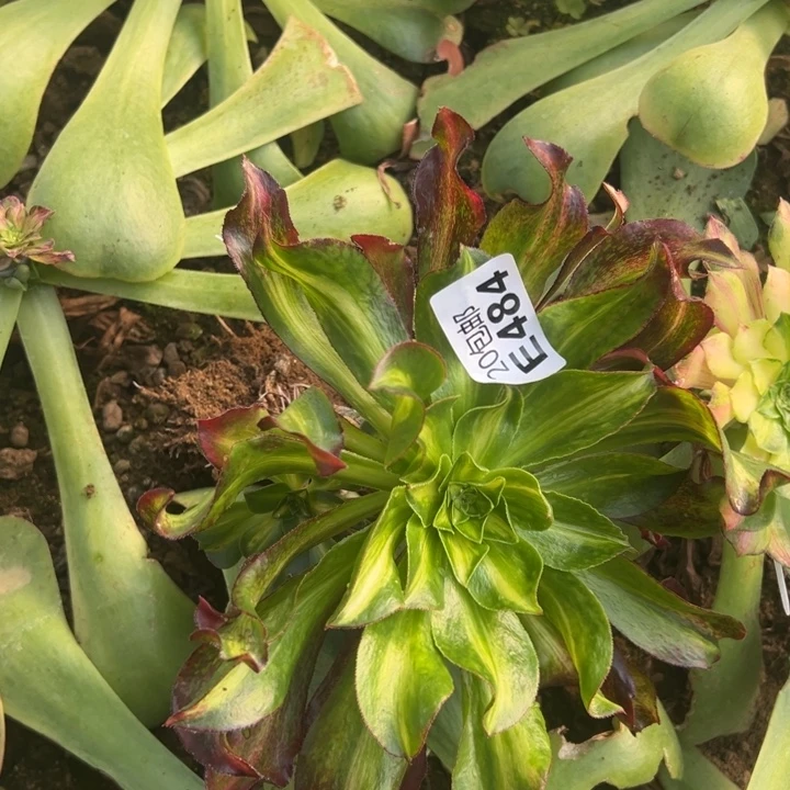 萍***逢多肉植物484不售后