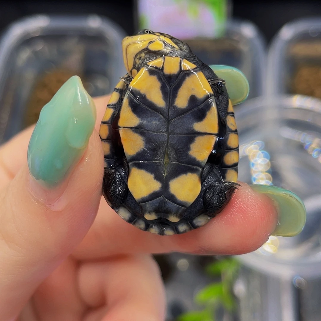 蛋龟母不分公母67777888