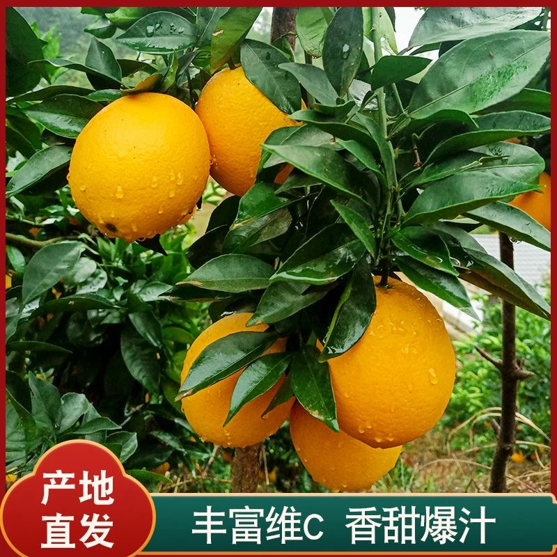 正宗寻乌赣南脐橙原产地直发皮薄多汁手剥橙子5斤10斤精品果道德