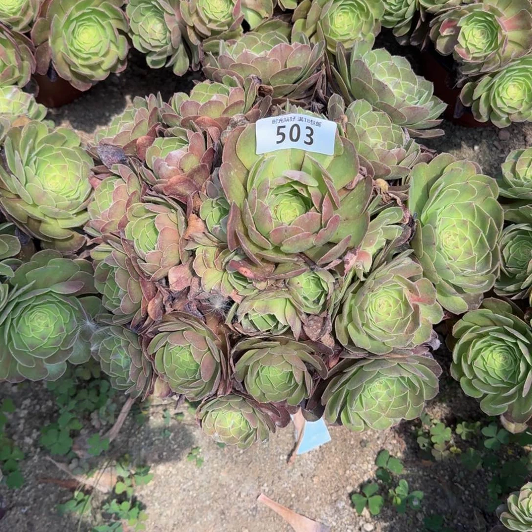 503雨荷多肉植物
