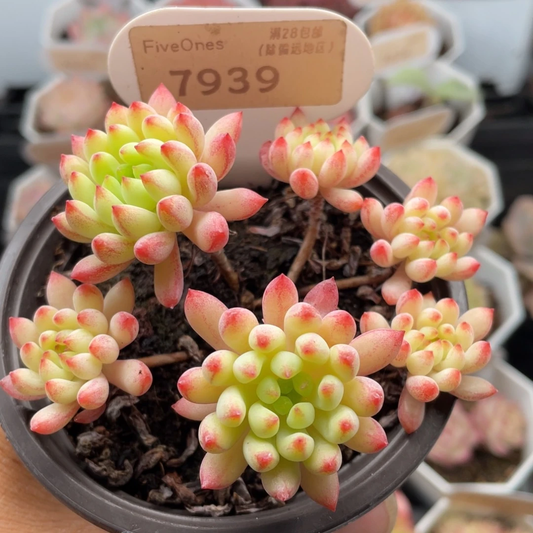 烟花7939-8.5厘米