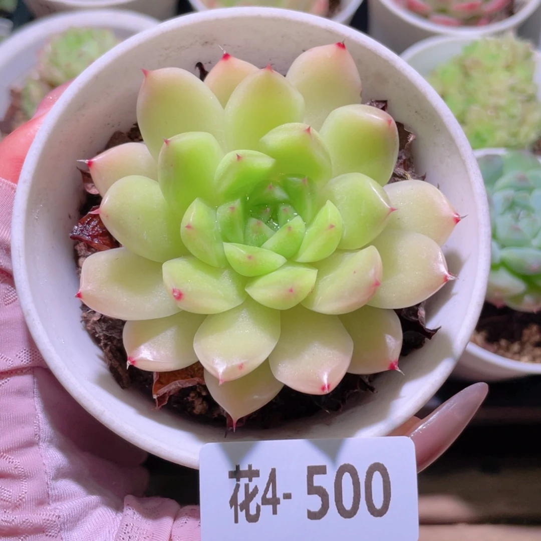 花利美4-500麦秆单头