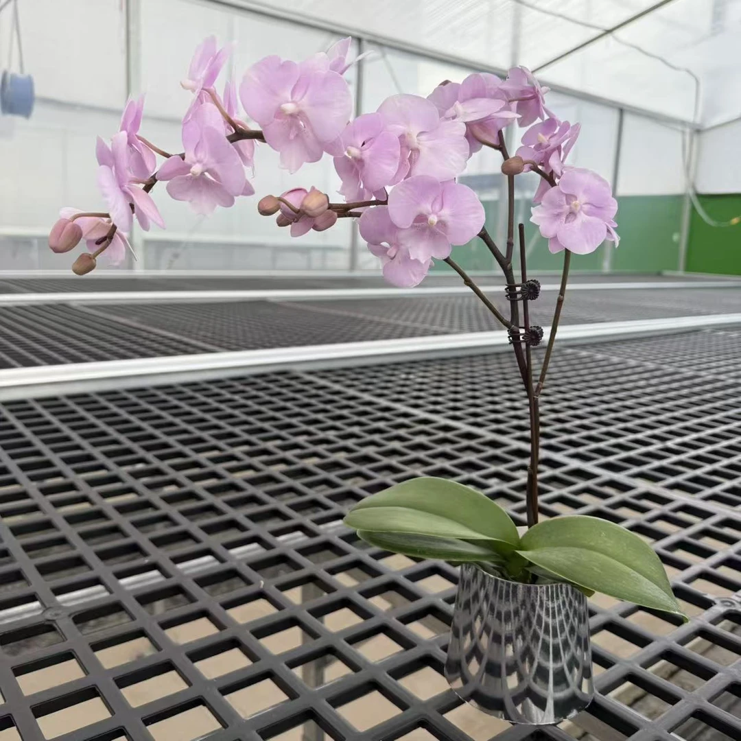 鲜花甄选【德州王子】粉色蝴蝶兰中型精致优雅花卉绿植
