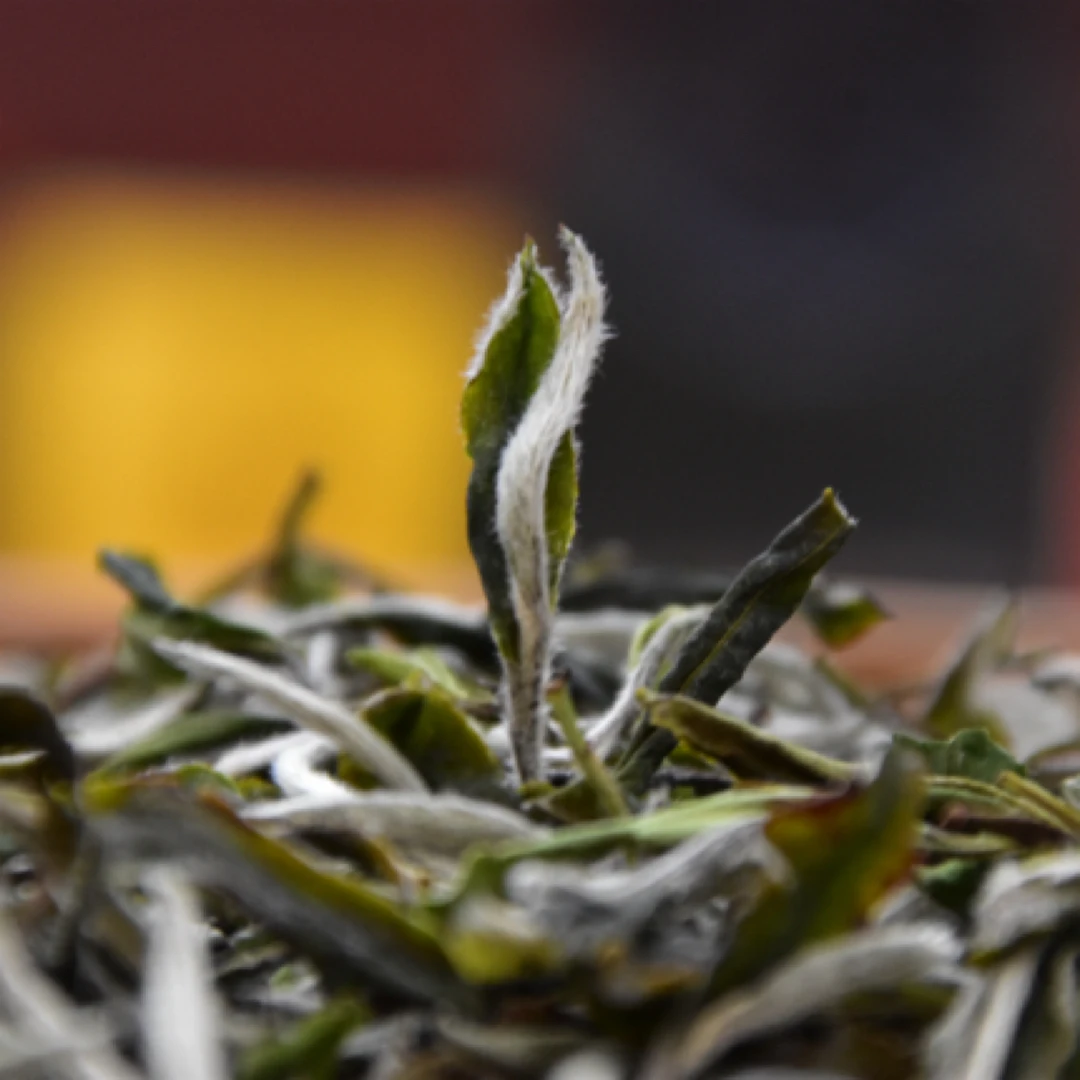 2025磻溪吴洋山二级牡丹 日光萎调幽兰花香 甜蜜细腻