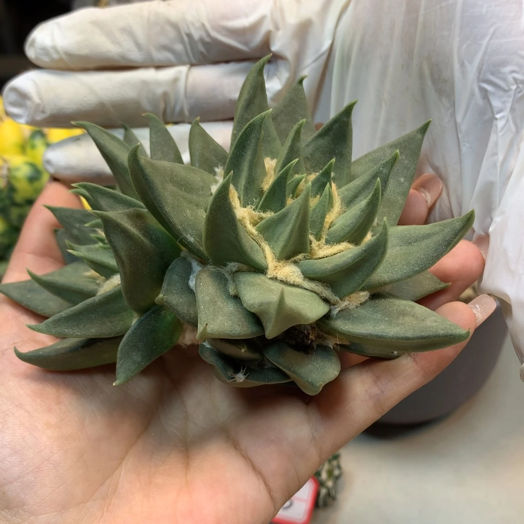 20号 出根龙牙岩牡丹11公分