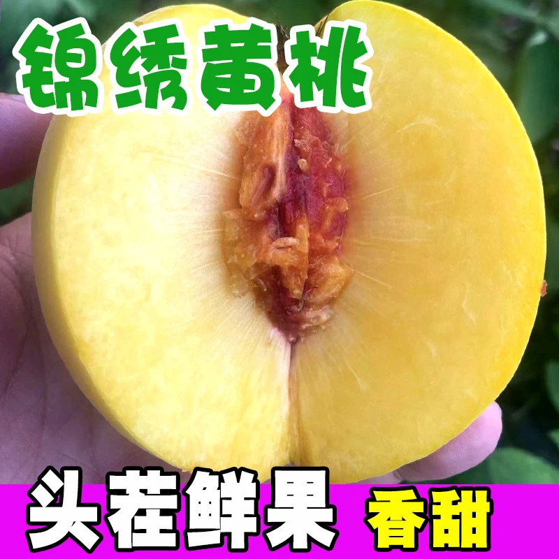 正宗锦绣黄桃现摘现发红心黄皮子新鲜桃子水果当季整箱