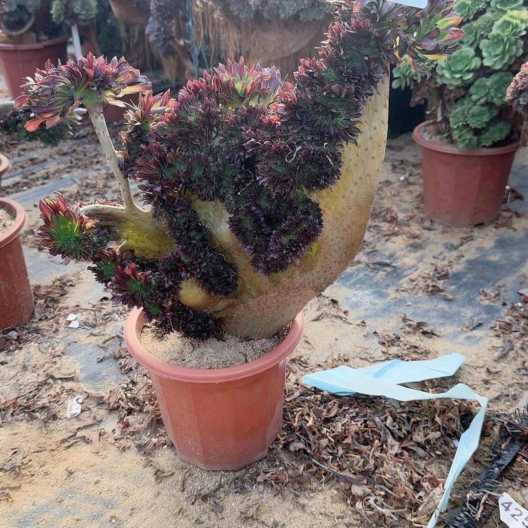 平*叔363黑法师一颗有伤，顺丰到付