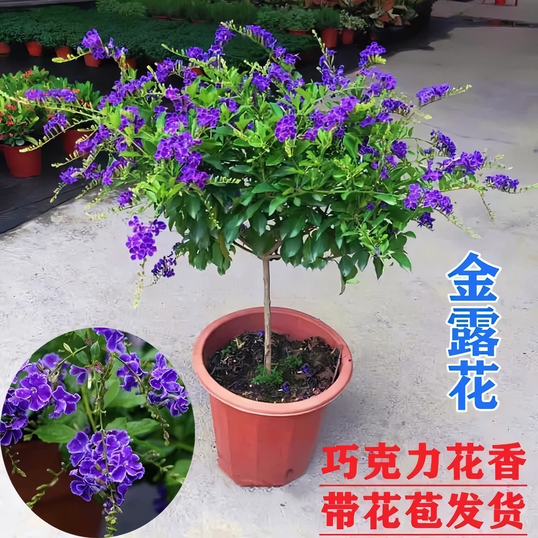 蕾丝金露花棒棒糖盆栽室内阳台花卉巧克力香味四季开花耐热好养活