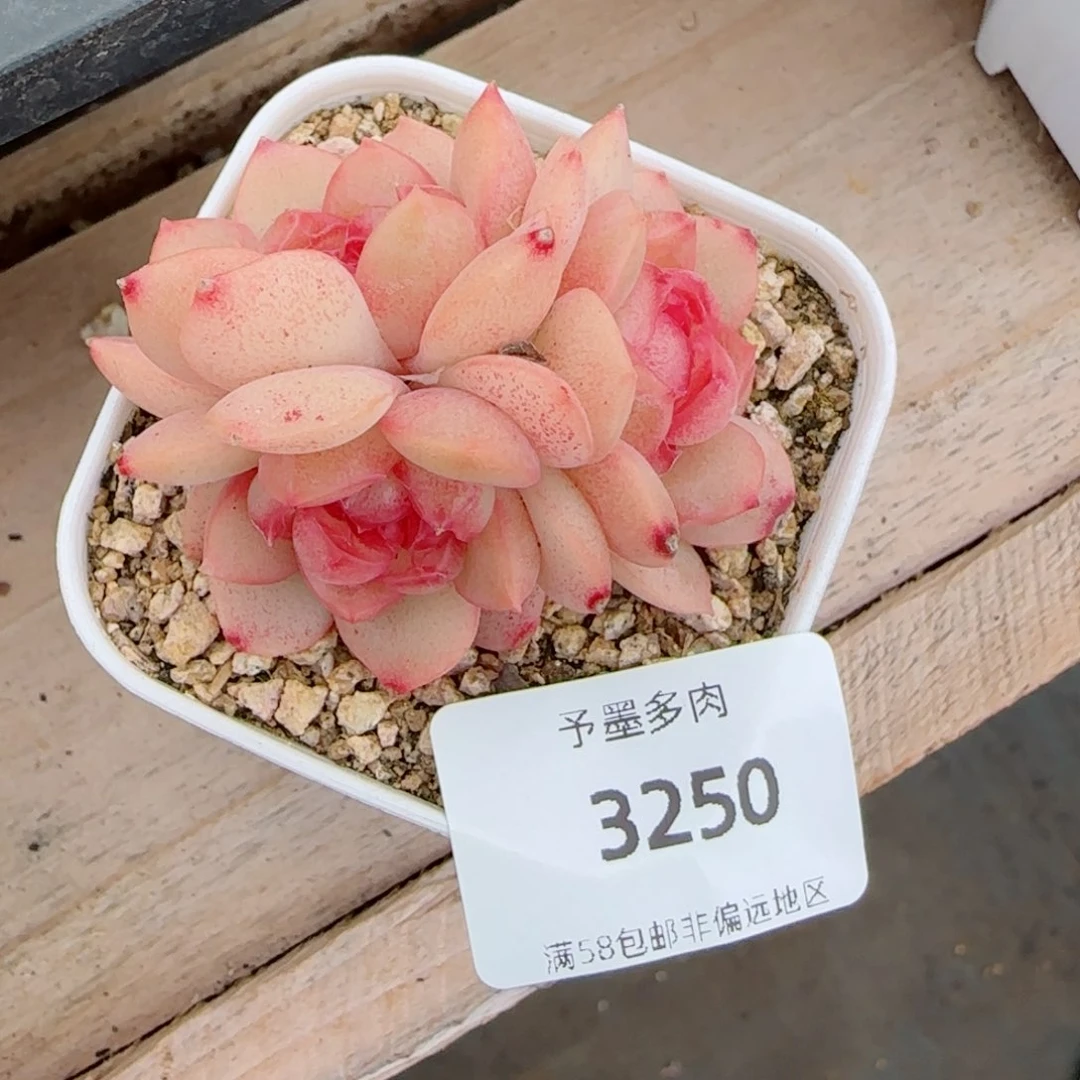 琴心，3250多肉植物