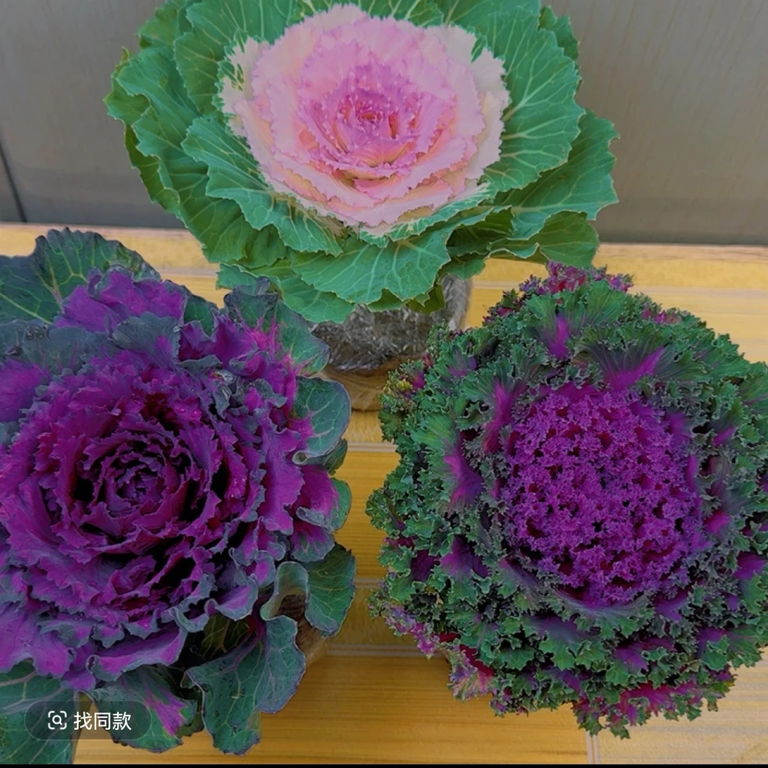 （拍一单三颗混色）羽衣甘蓝盆栽小老桩耐寒耐晒庭院花卉好活