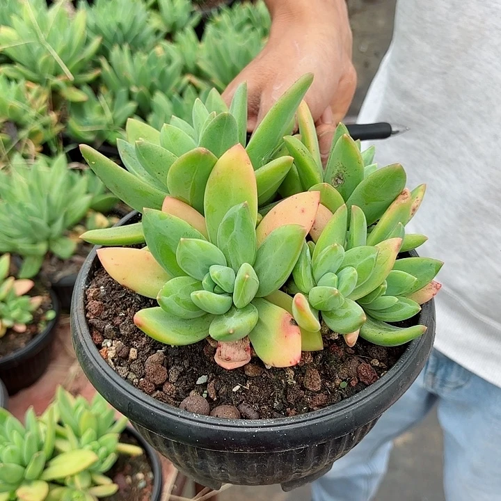 一物一拍多肉盆栽15号