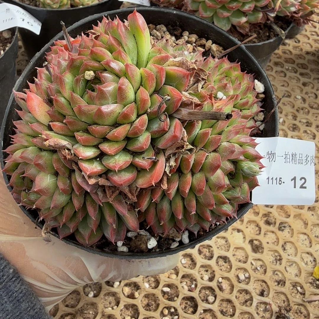 1115-12多肉珍妮一物一拍