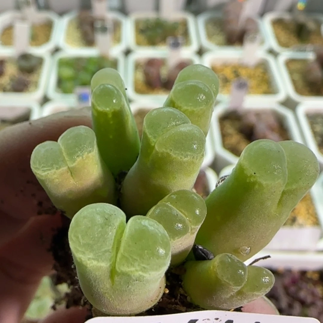 【闪购商品】18641粉天鹅绒