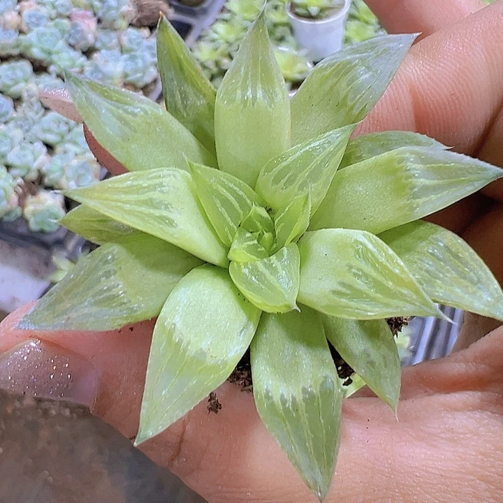 水晶寿2个19包邮多肉