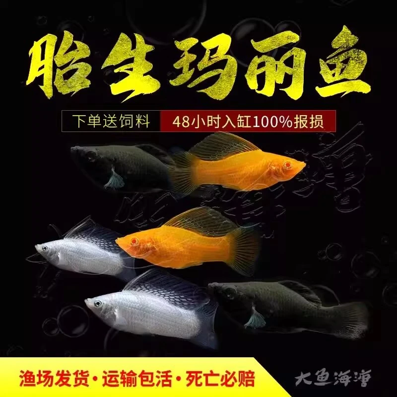 玛丽鱼胎生鱼玛丽球热带观赏鱼米奇鱼孕母鱼孔雀鱼小型活体新手鱼