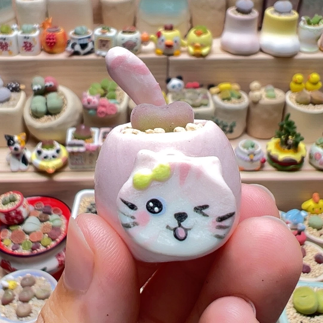多肉植物94号粉色猫
