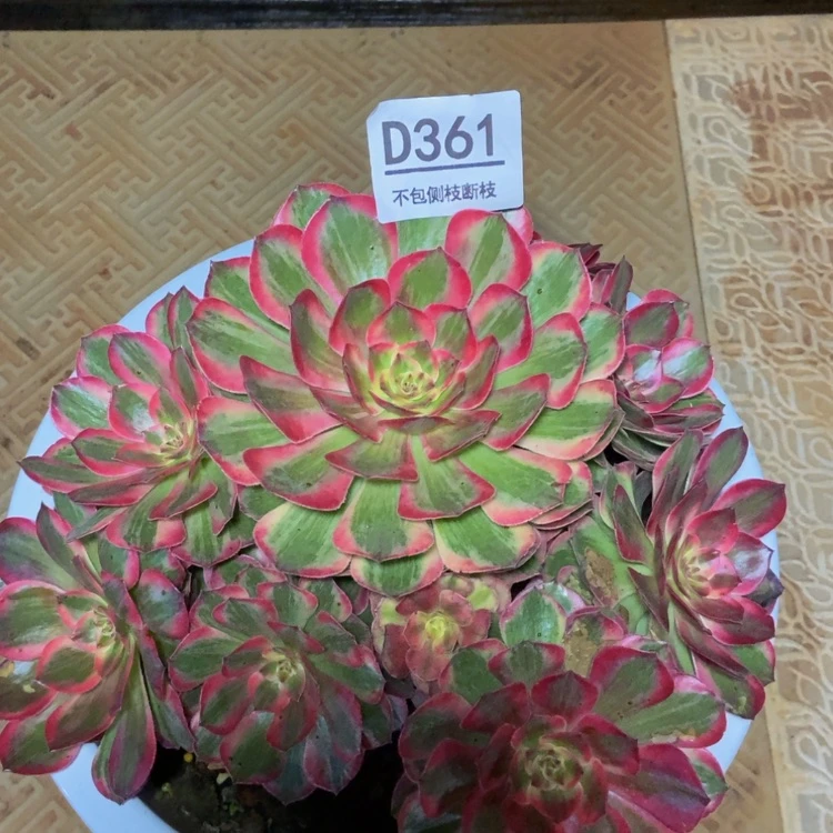 【闪购商品】361云荷多肉