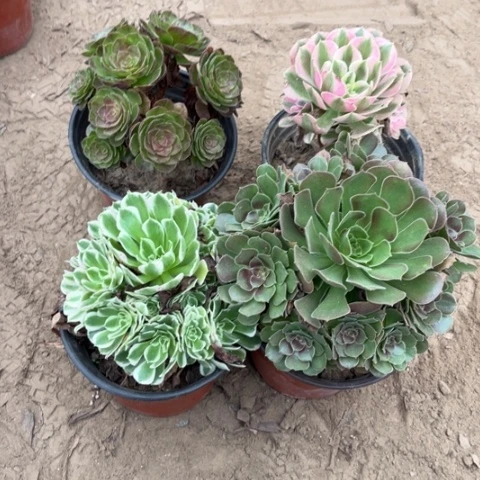 135多肉植物组合，