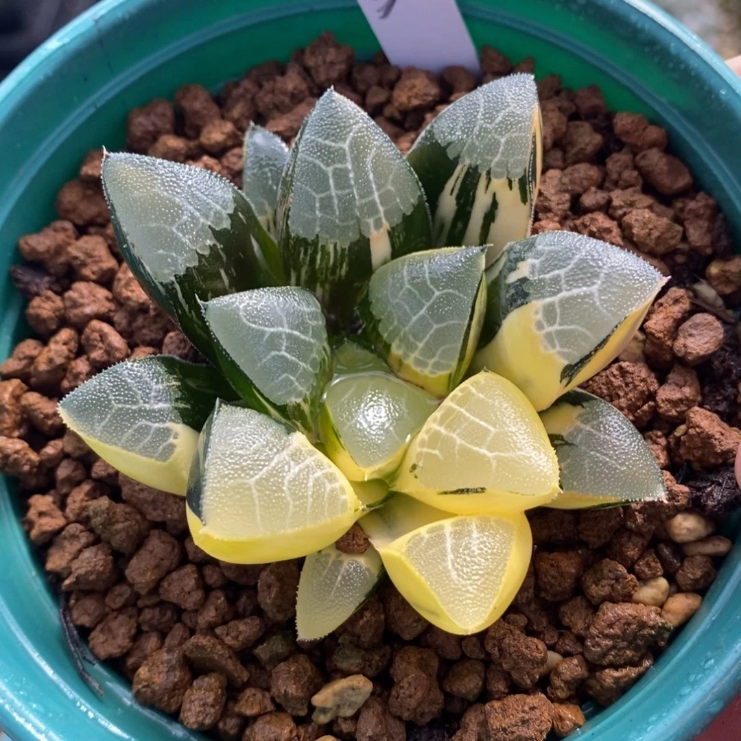 一颗实生大克锦