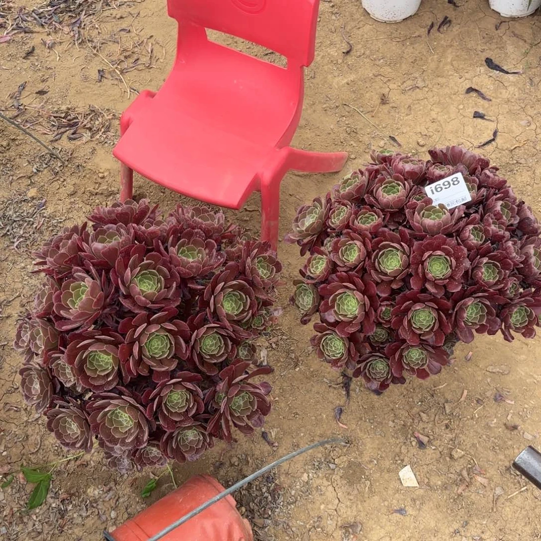 蜜698两颗荷兰玫瑰朵朵多肉植物