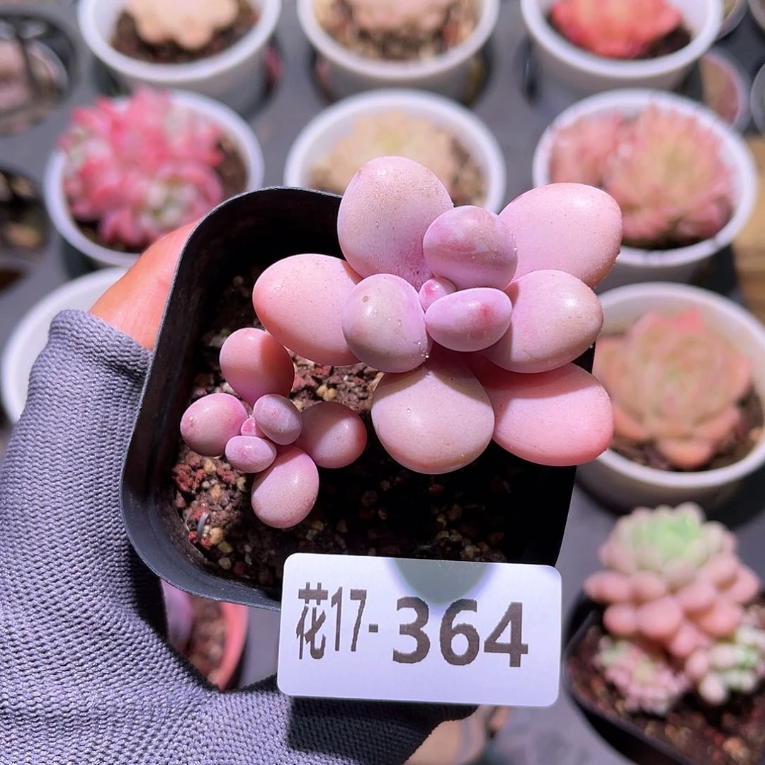 花17-364桃蛋带仔