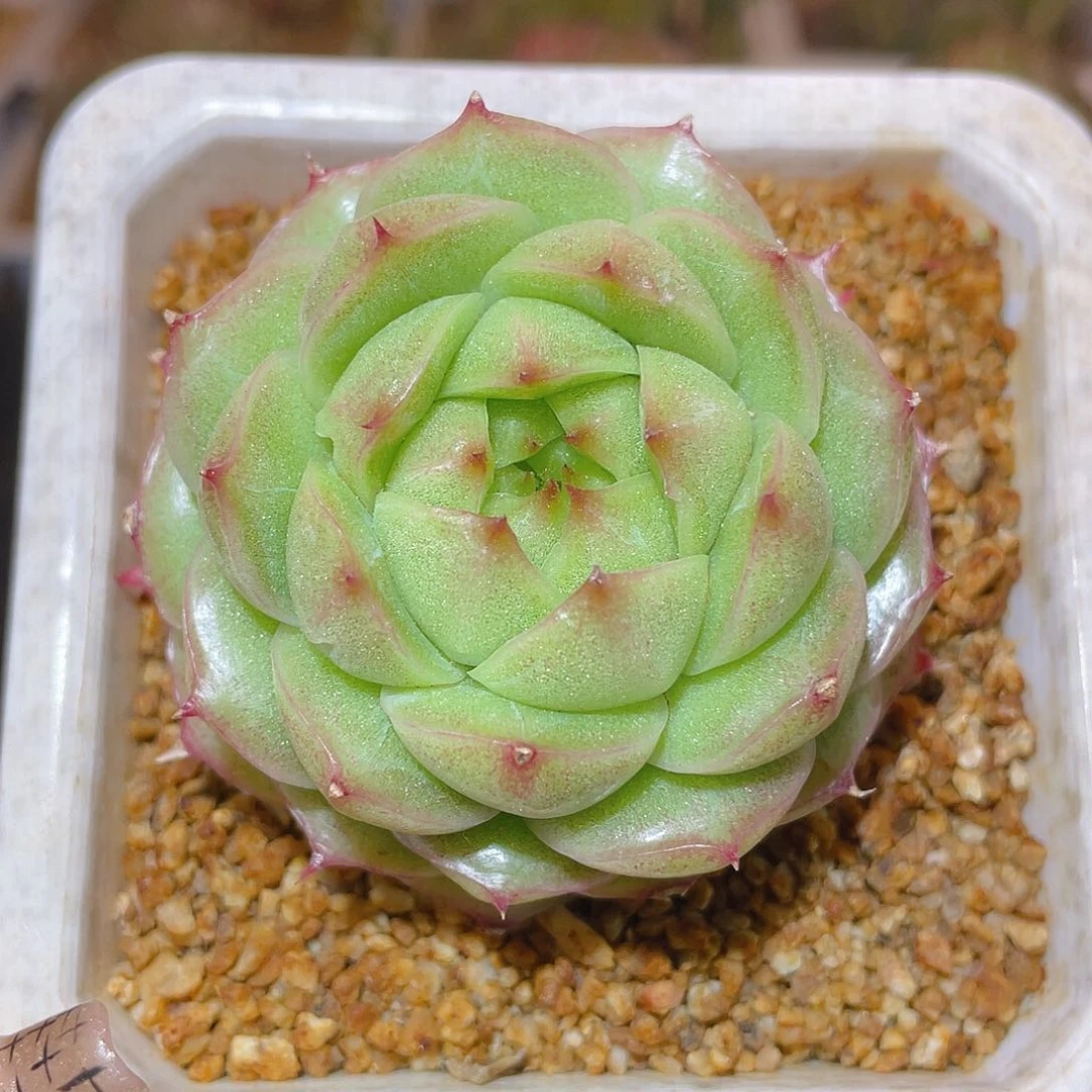 471翡冷翠哈哈哈哈哈哈