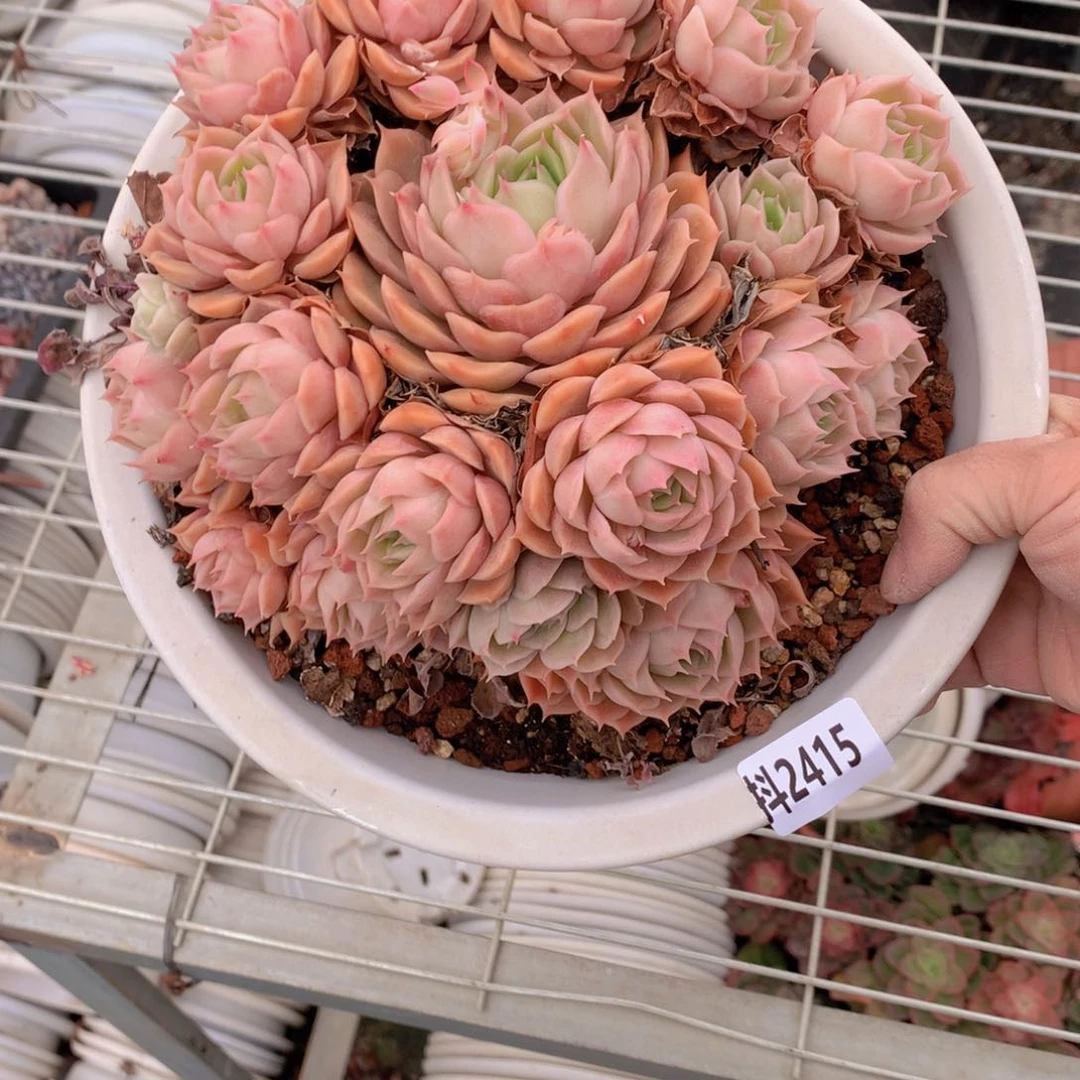 2415昂photo嗯嗯嗯嗯好